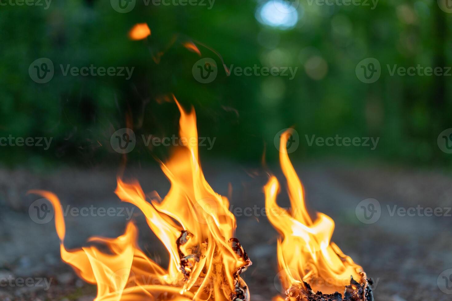 Tongues of flame close on the background of the evening forest. photo