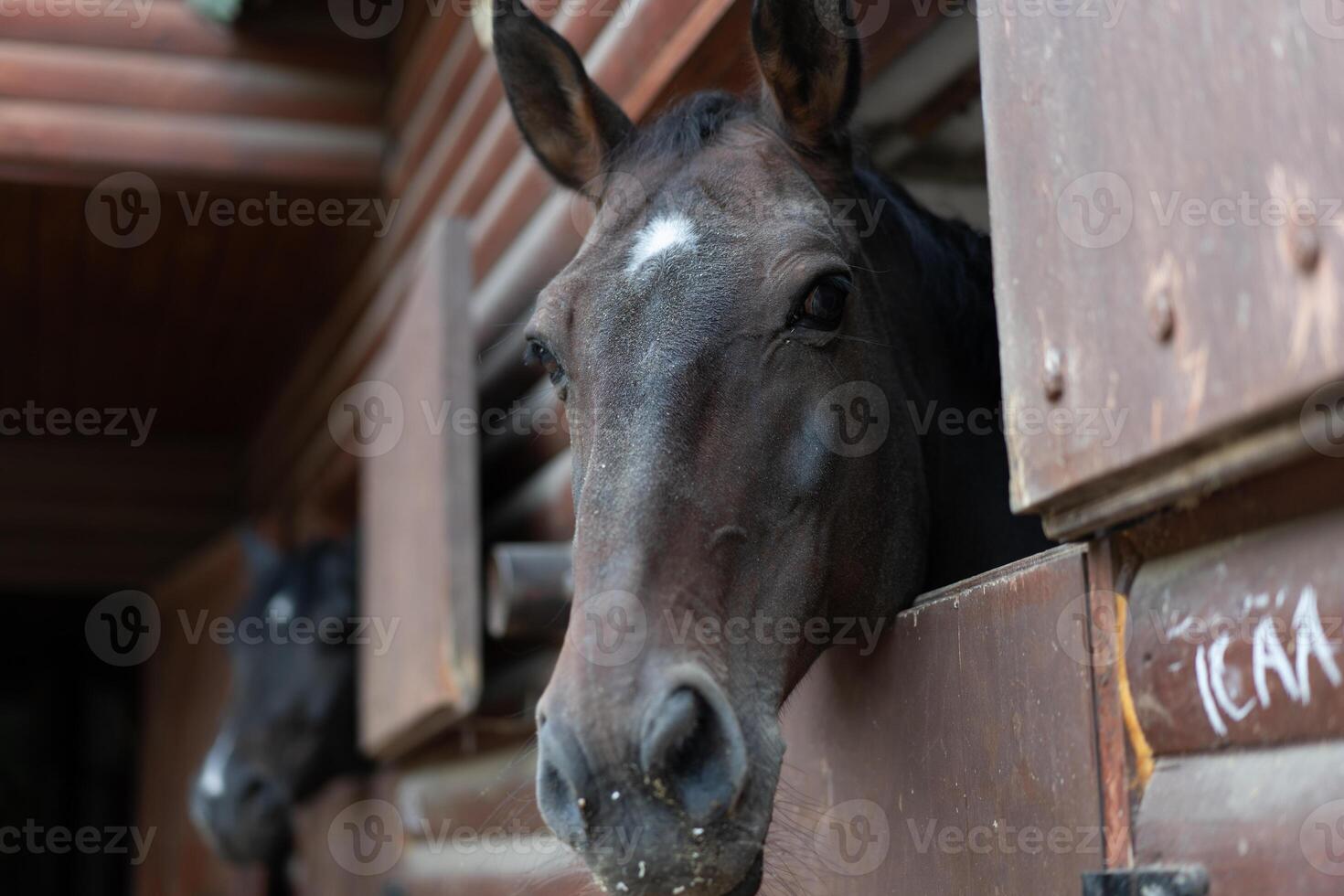 Two horse Looks through window wooden door stable waiting for ride photo