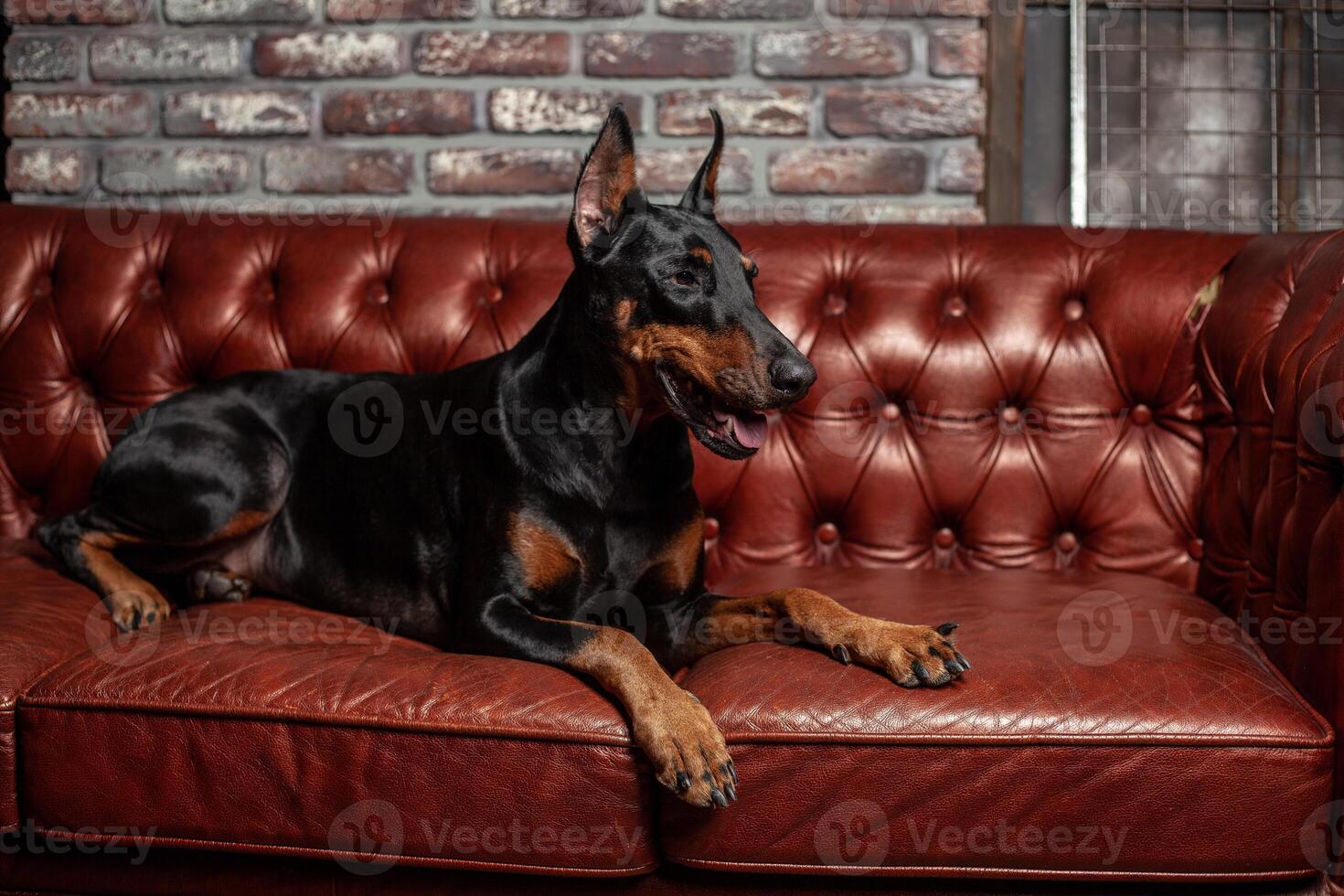 Doberman Pinscher. Dog on a brown background. Dog lies on the leather sofa. photo