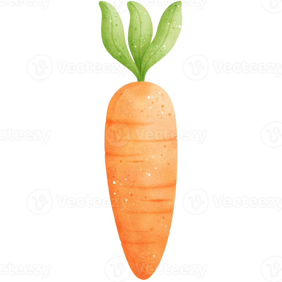Watercolor Carrot Illustration png