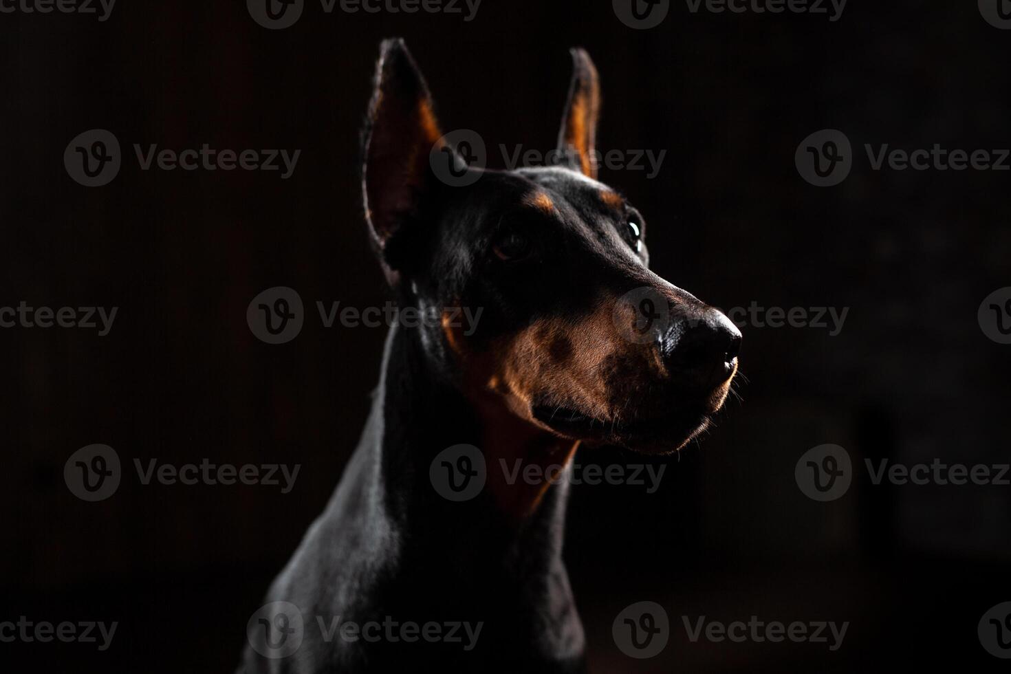 Close-up Funny Portrait of Doberman Dog with big nose Stare in Camera in Camera on isolated Black background photo