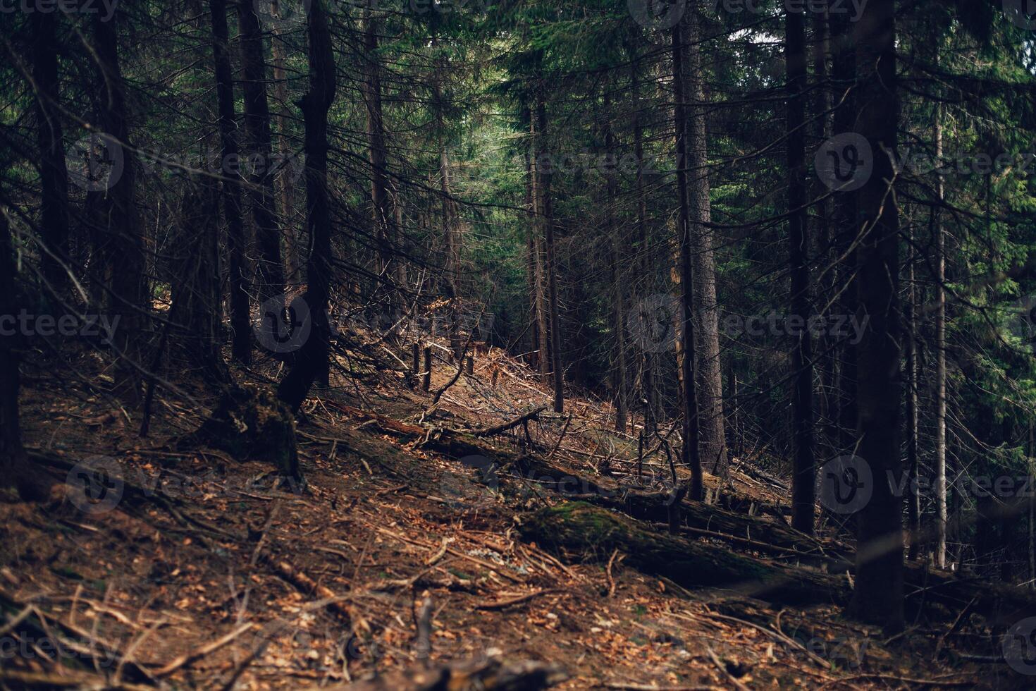 Forest of pine in the mountains photo