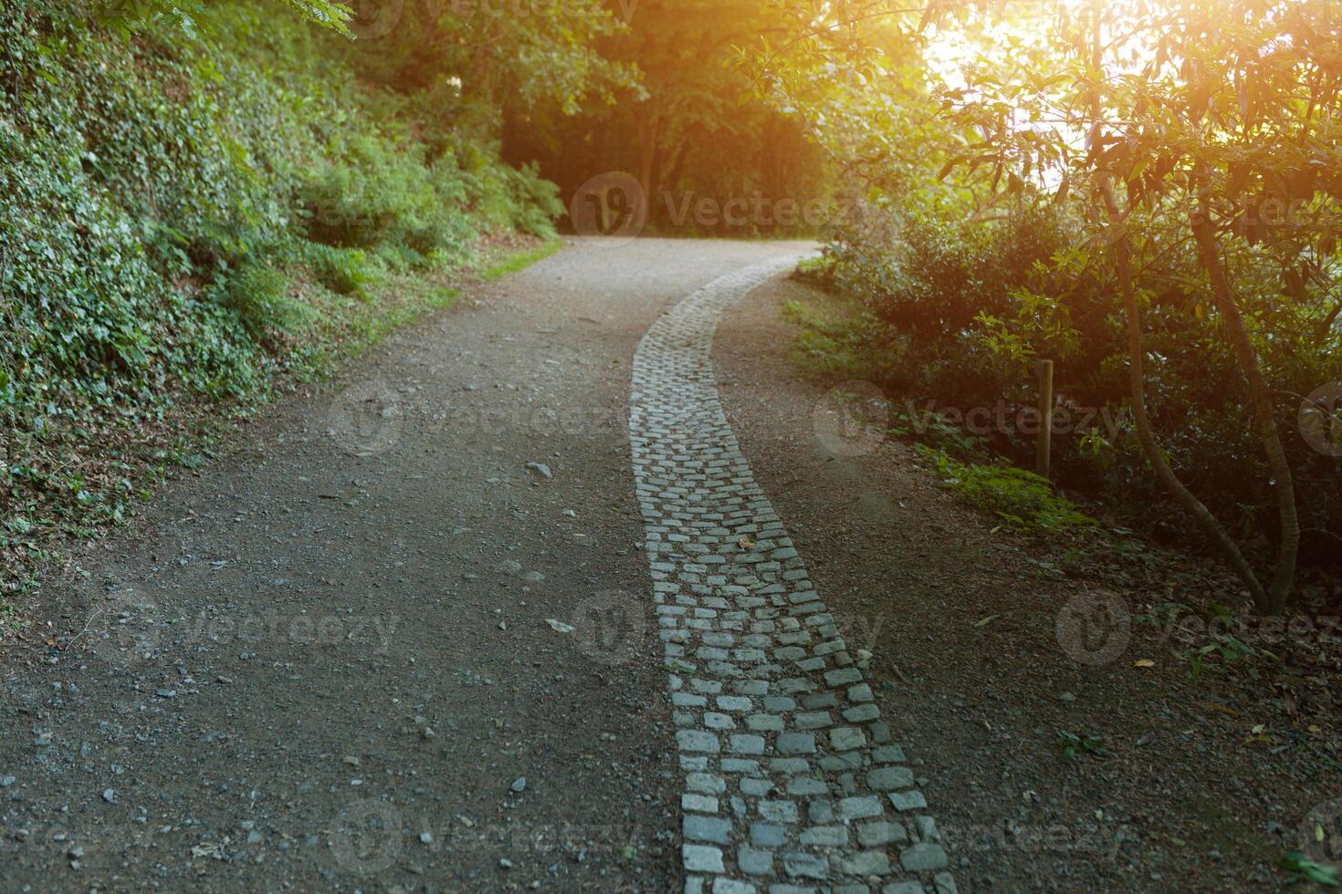 Beautiful Alley In Park. Garden Landscaping Design photo