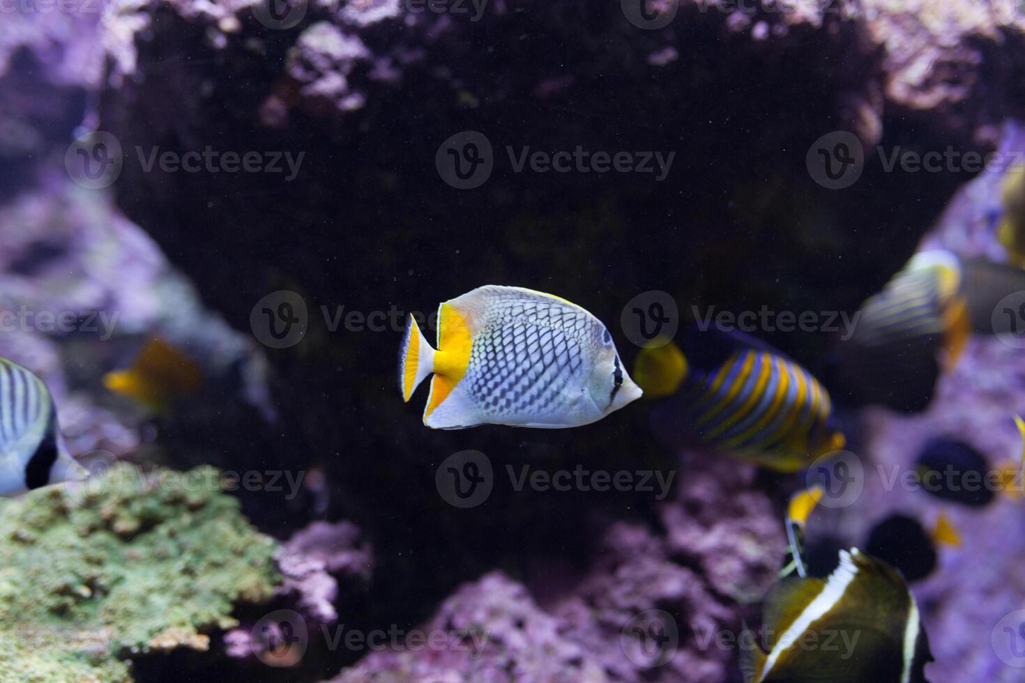 Tropical fish with corals and algae in blue water. Beautiful background of the underwater world. photo