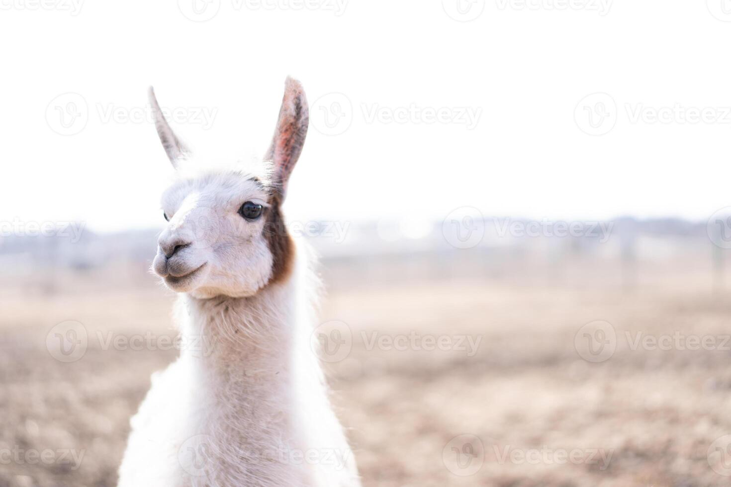 Cute animal alpaka lama on farm outdoors photo