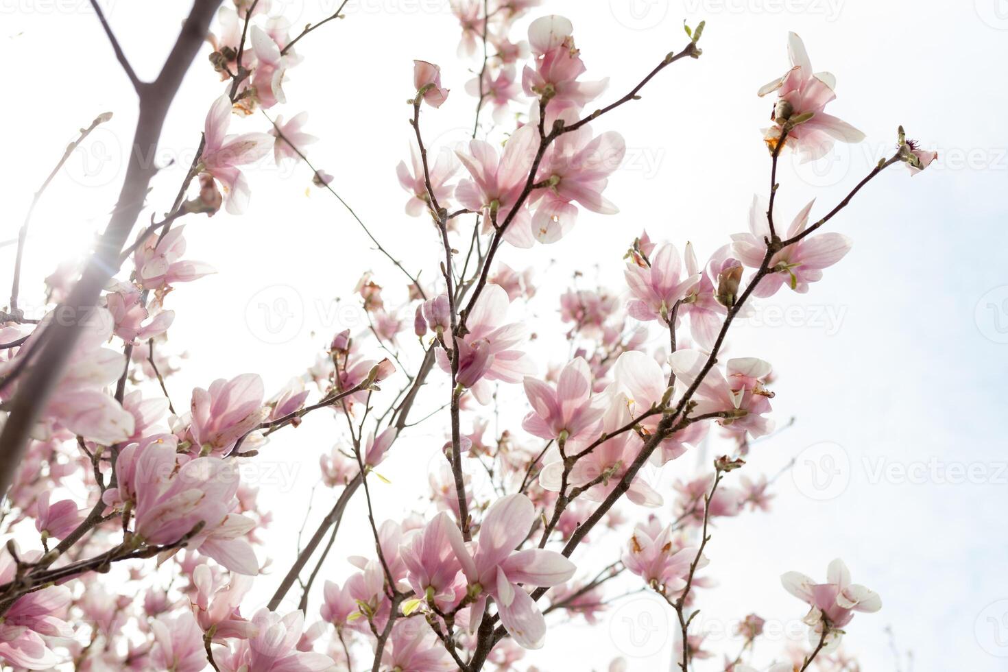 Closeup of magnolia tree blossom with blurred background and warm sunshine photo