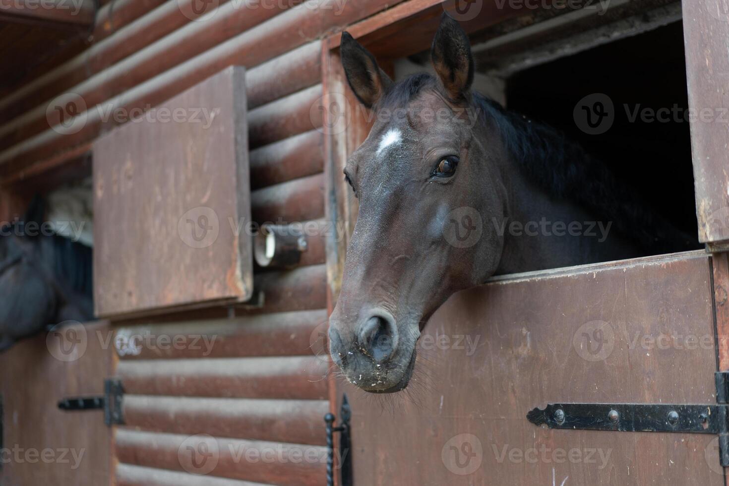 dos caballo mira mediante ventana de madera puerta estable esperando para paseo foto