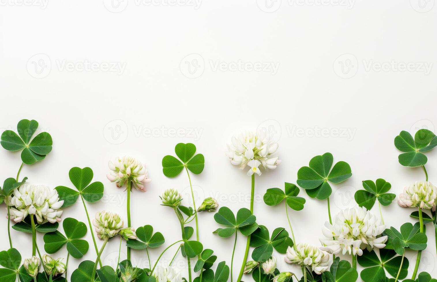 AI generated A white clover flowers with clover leaves on white background photo