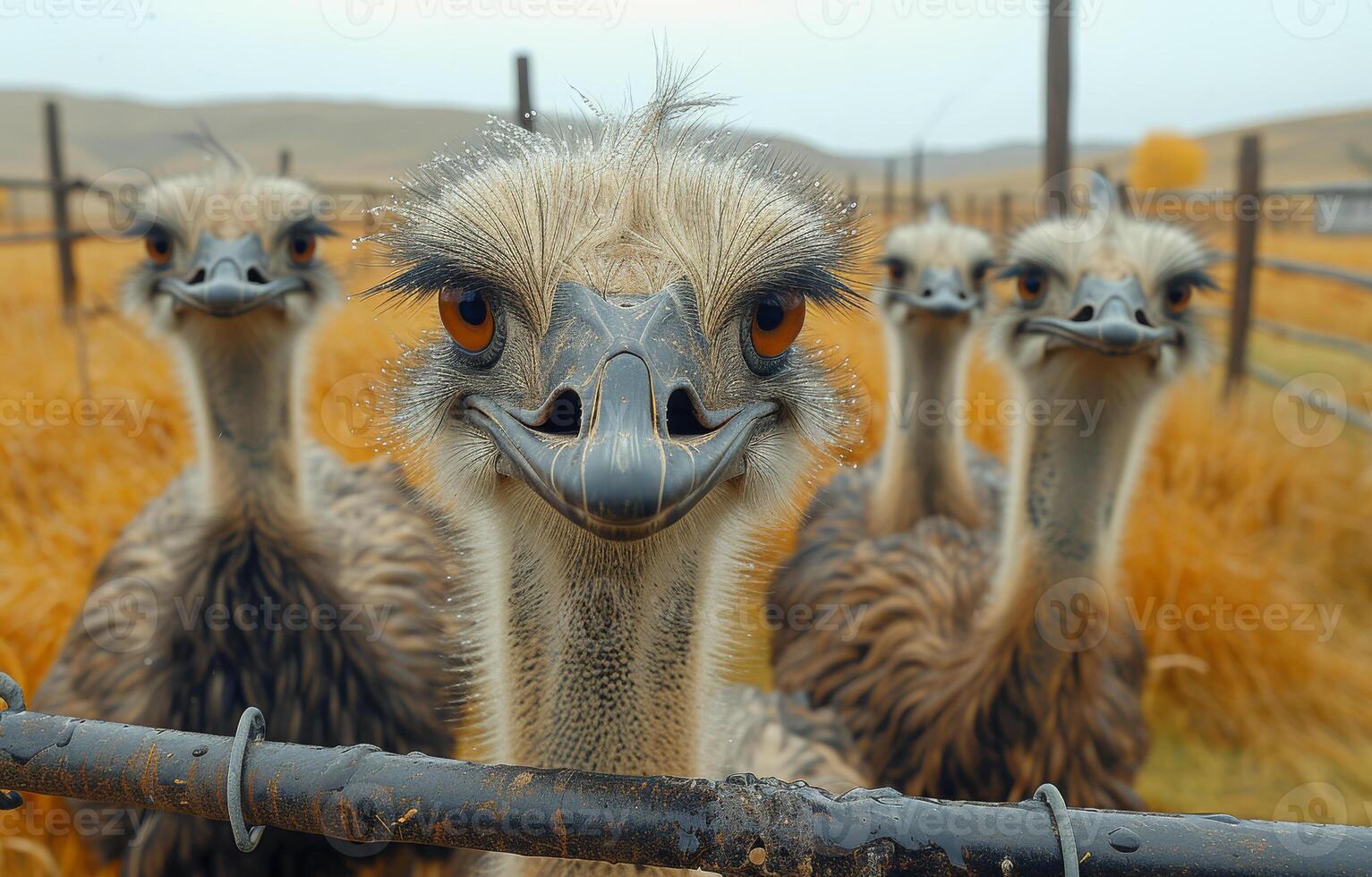 AI generated Ostrich looking at the camera. A group of ostriches standing by fence and pen photo