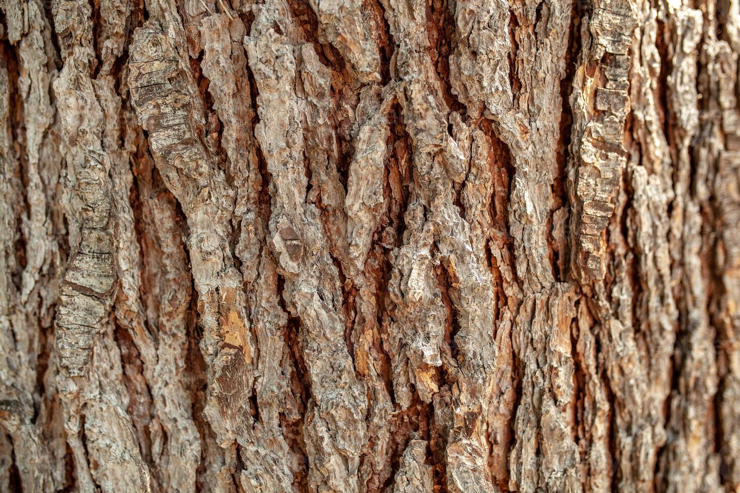 antecedentes textura de árbol ladrar. piel el ladrar de un árbol ese huellas agrietamiento. foto