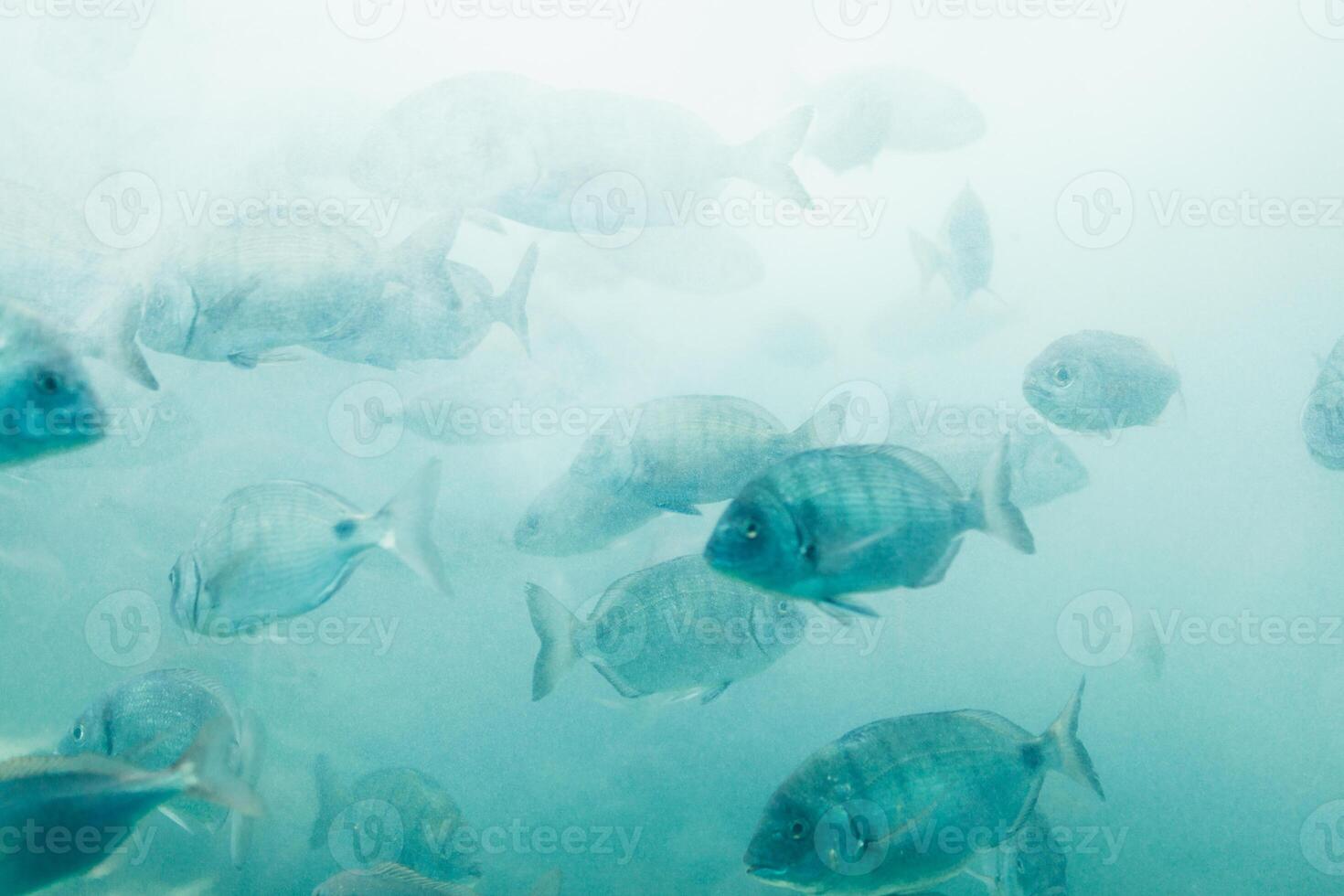 Fishes in aquarium or reservoir ubder water on fish farm photo