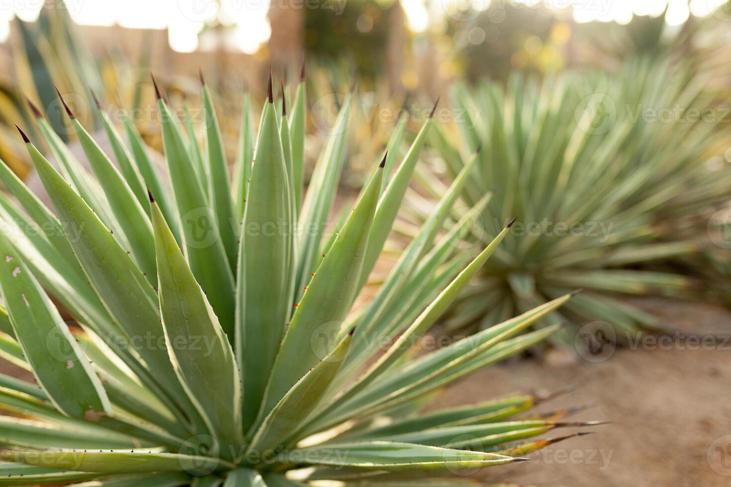 group of cactus bushes on the decorative flower garden of Agave photo