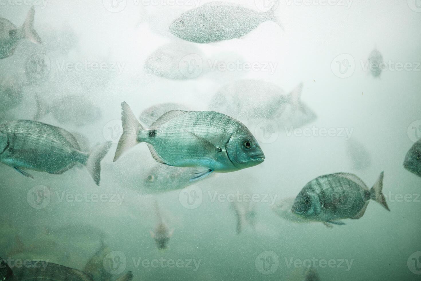 Fishes in aquarium or reservoir ubder water on fish farm photo