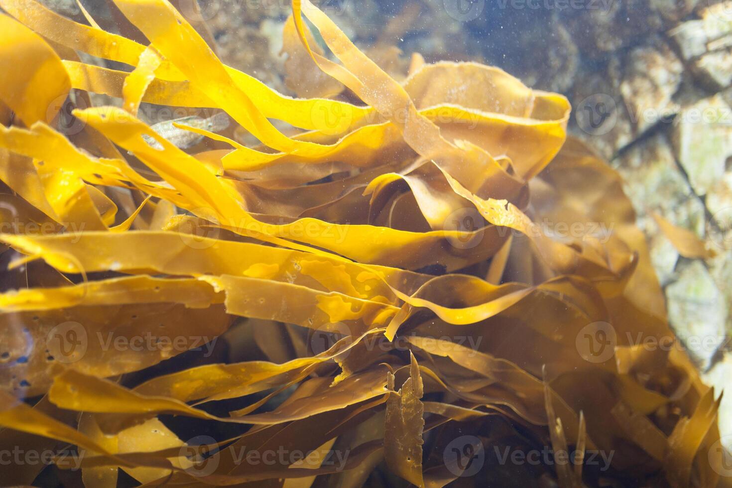 Fishes in aquarium or reservoir ubder water on fish farm photo