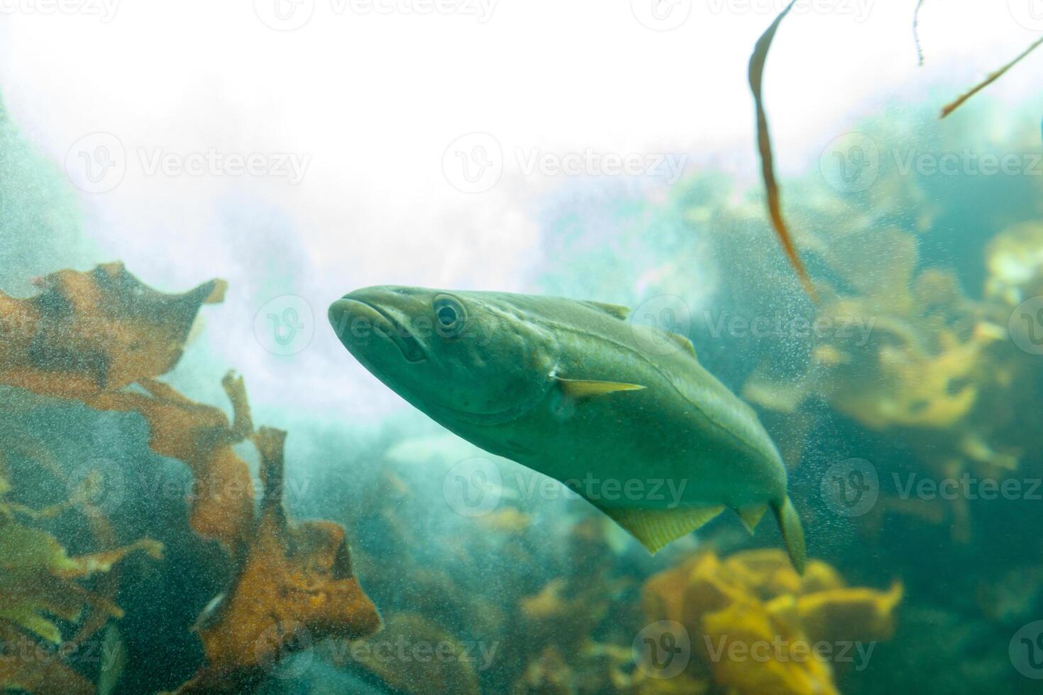 Fishes in aquarium or reservoir ubder water on fish farm photo