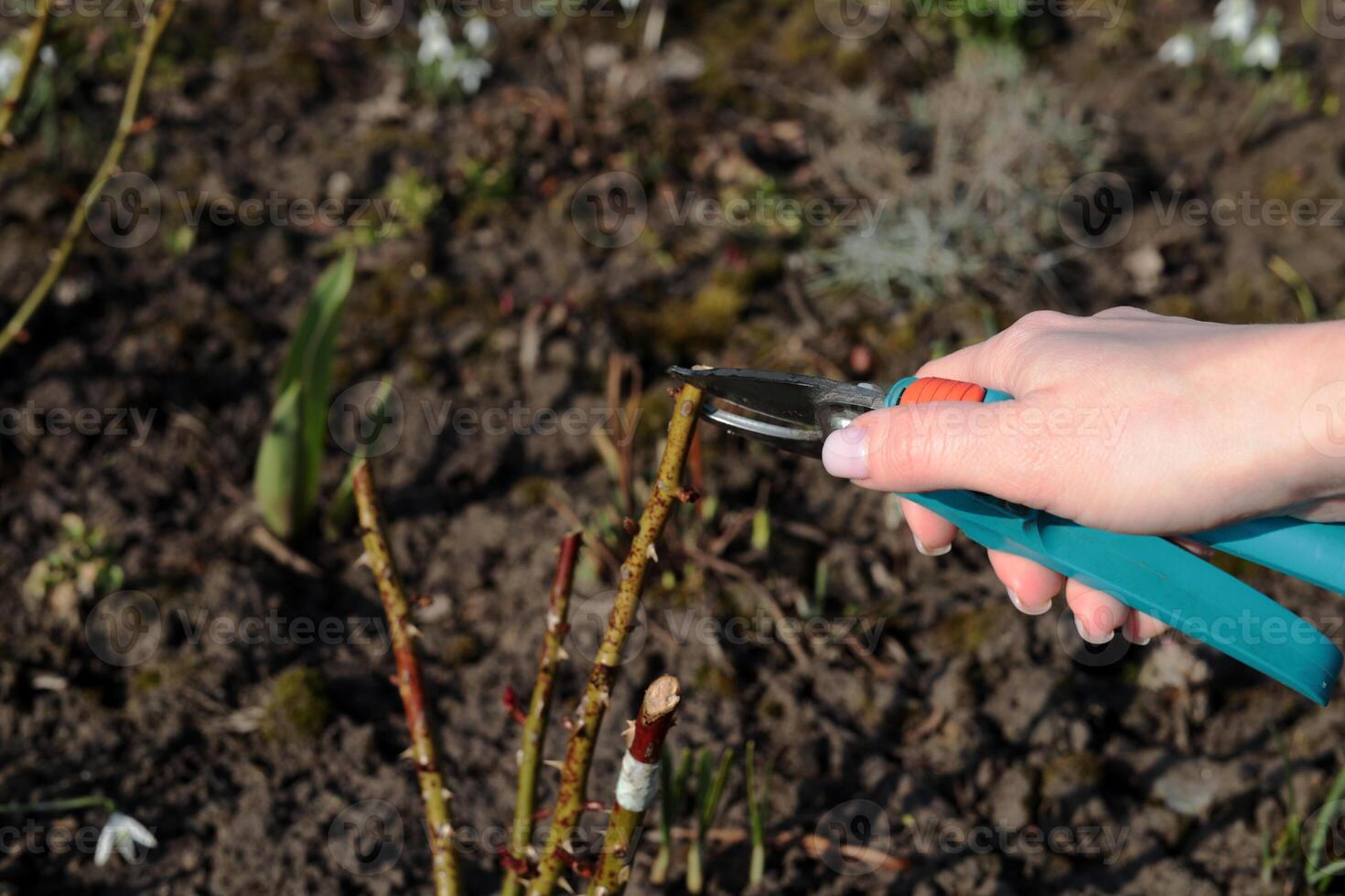 Spring Gardening. Gardener cutting berry bush with bypass secateurs in early spring. photo