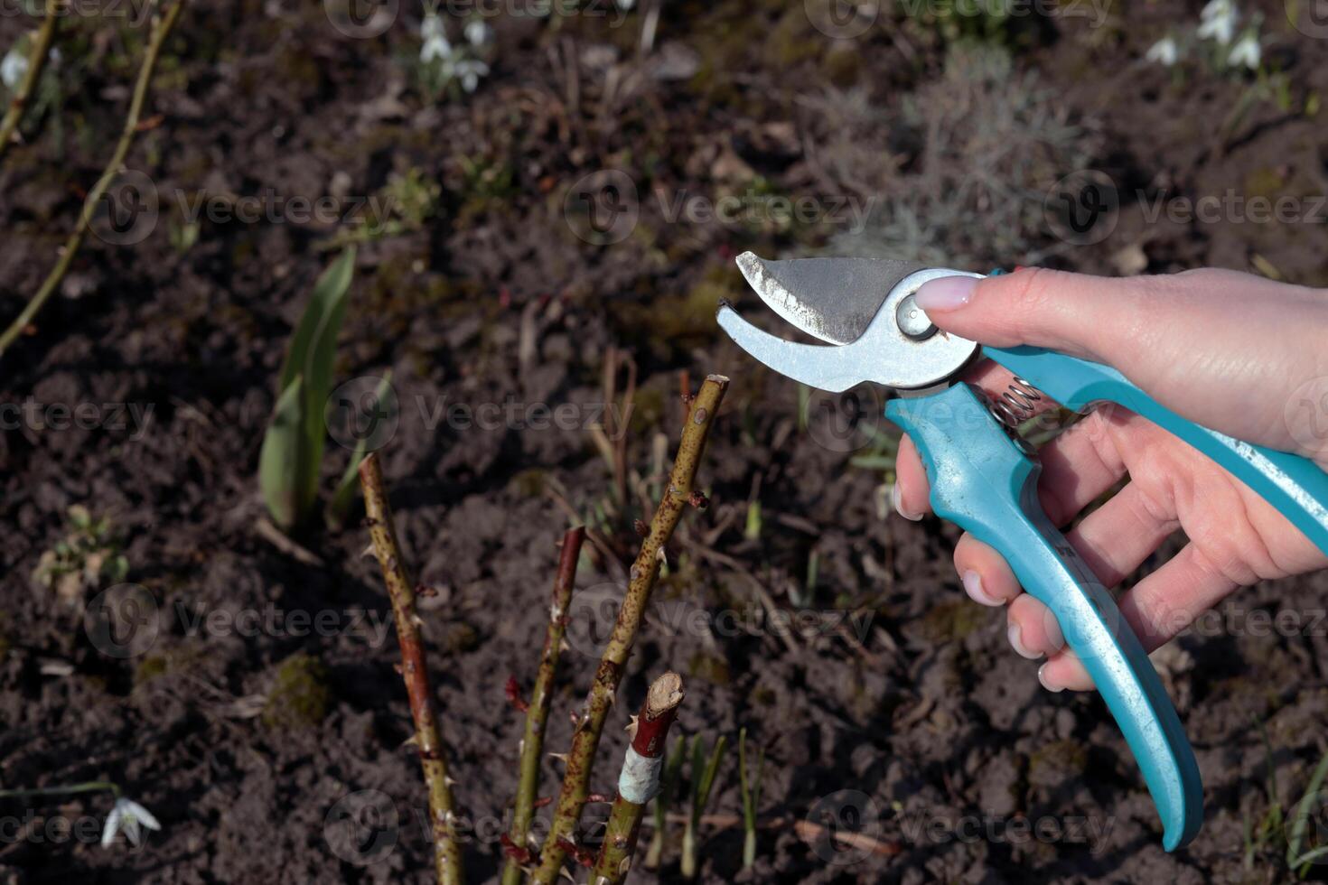 Spring Gardening. Gardener cutting berry bush with bypass secateurs in early spring. photo