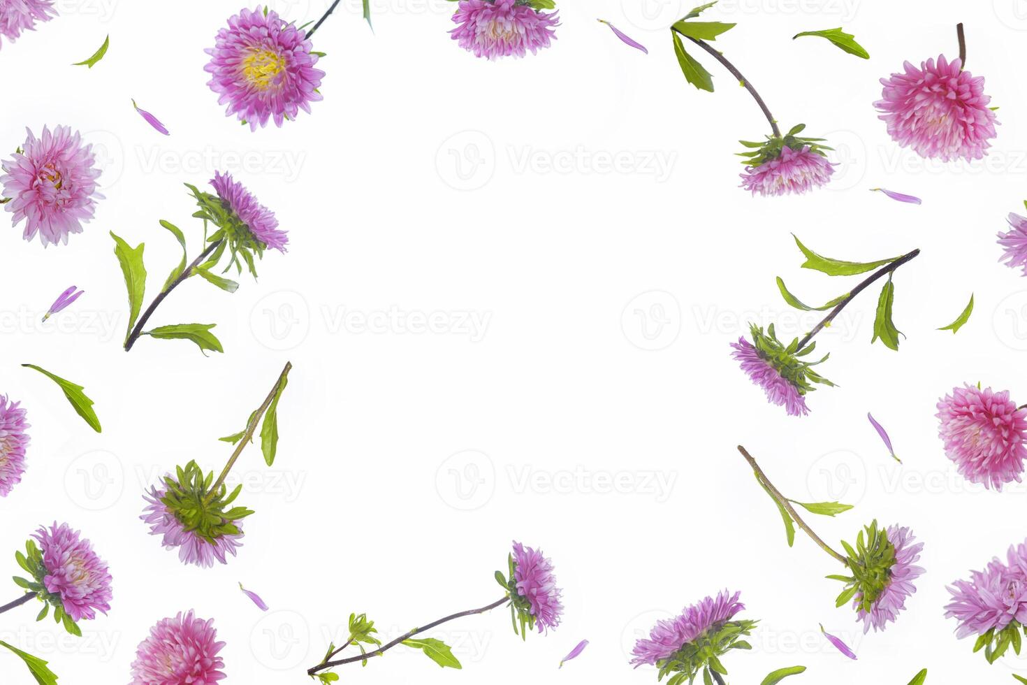 floral frame aster. Beautiful flowers composition. flowers on white background. Valentines Day, Easter. Flat lay, top view, copy space. photo