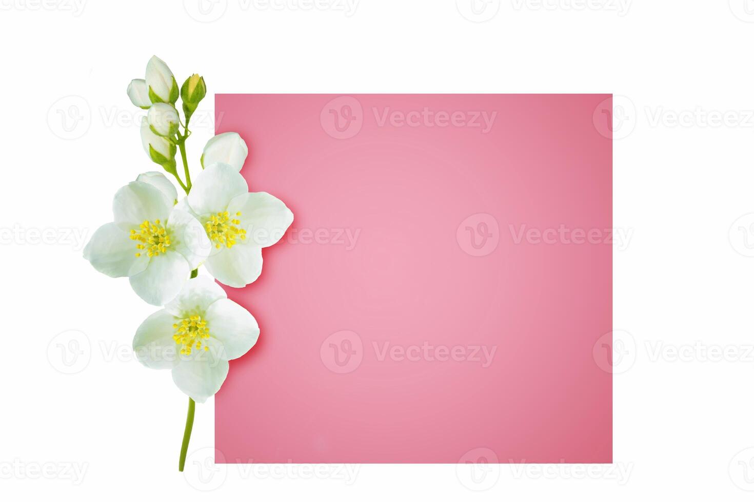 branch of jasmine flowers isolated on white background. photo