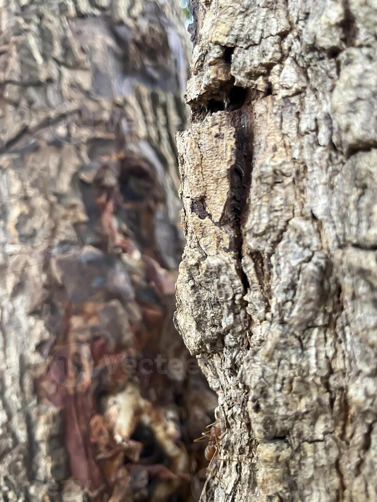 Bark of tree texture. Abstract background and texture Bark of tree in the forest Natural background and texture for design. photo