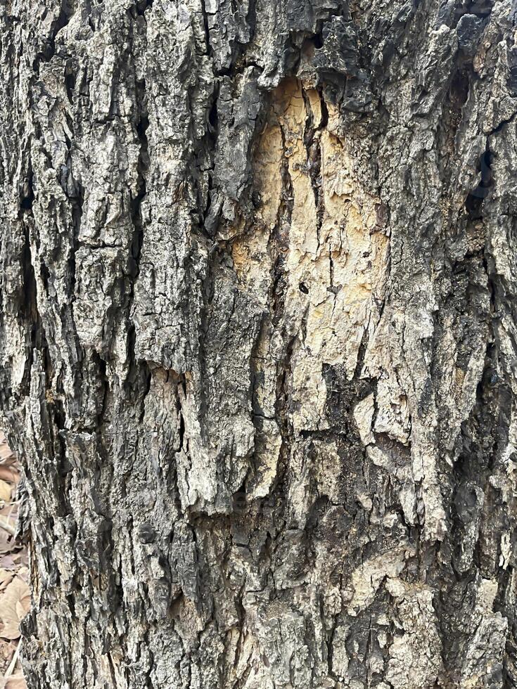 Bark of tree texture. Abstract background and texture Bark of tree in the forest Natural background and texture for design. photo