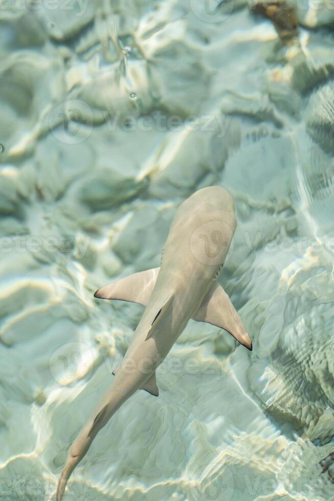 Baby sharks at the crystal clear sea water. photo