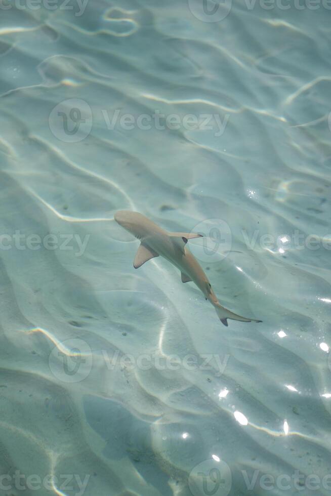 Baby sharks at the crystal clear sea water. photo