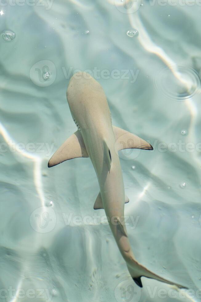 Baby sharks at the crystal clear sea water. photo