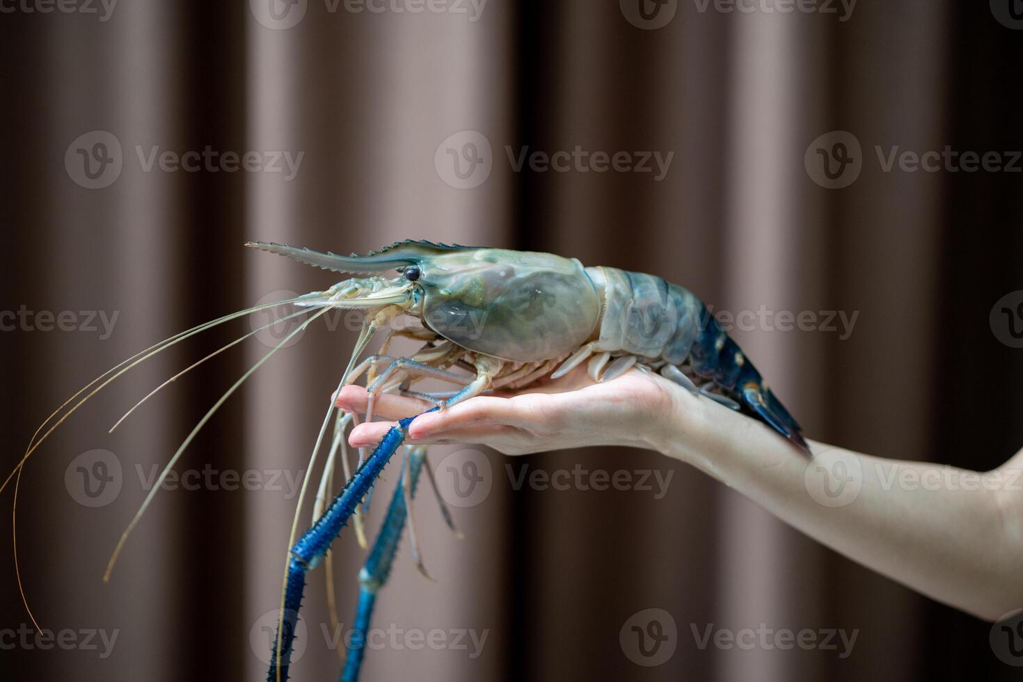 Hand holding fresh river prawns on dark background. photo