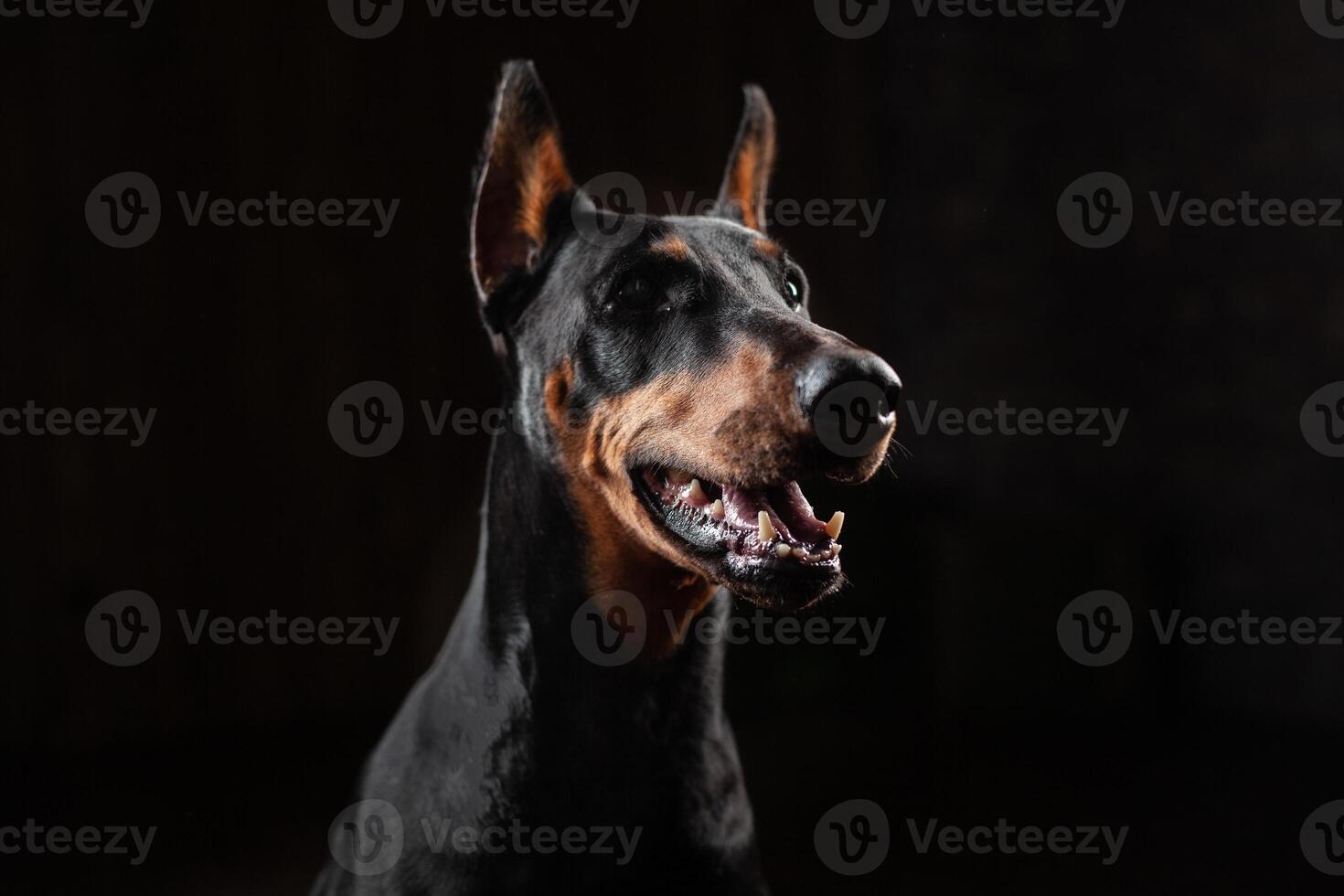 Doberman Pinscher against black background front view photo