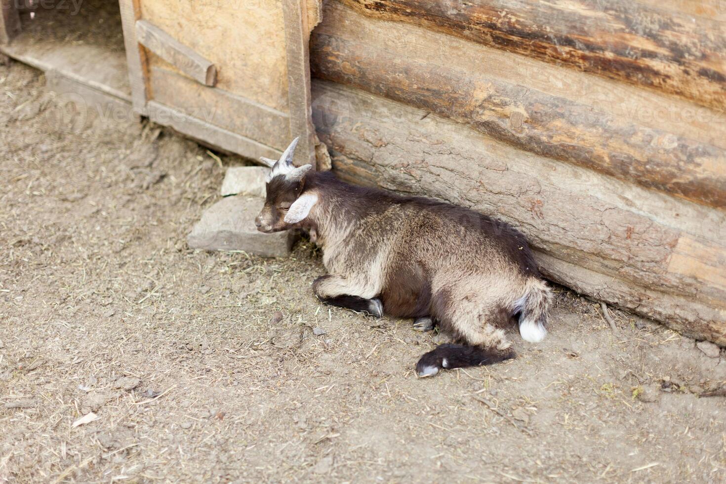 Close up young goat eating dry straw in farm photo