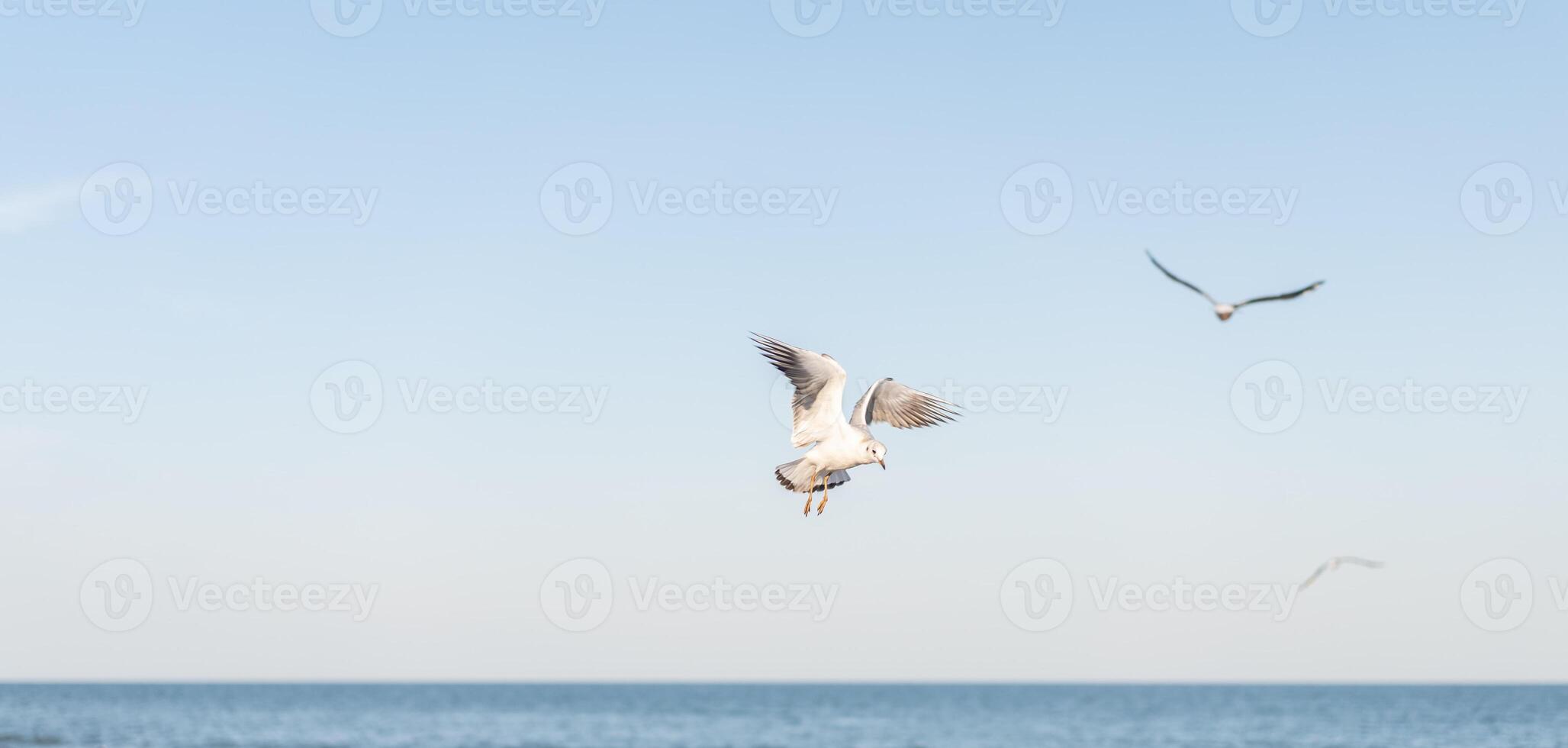 Several beautiful white seagull fly over water surface of the sea. photo