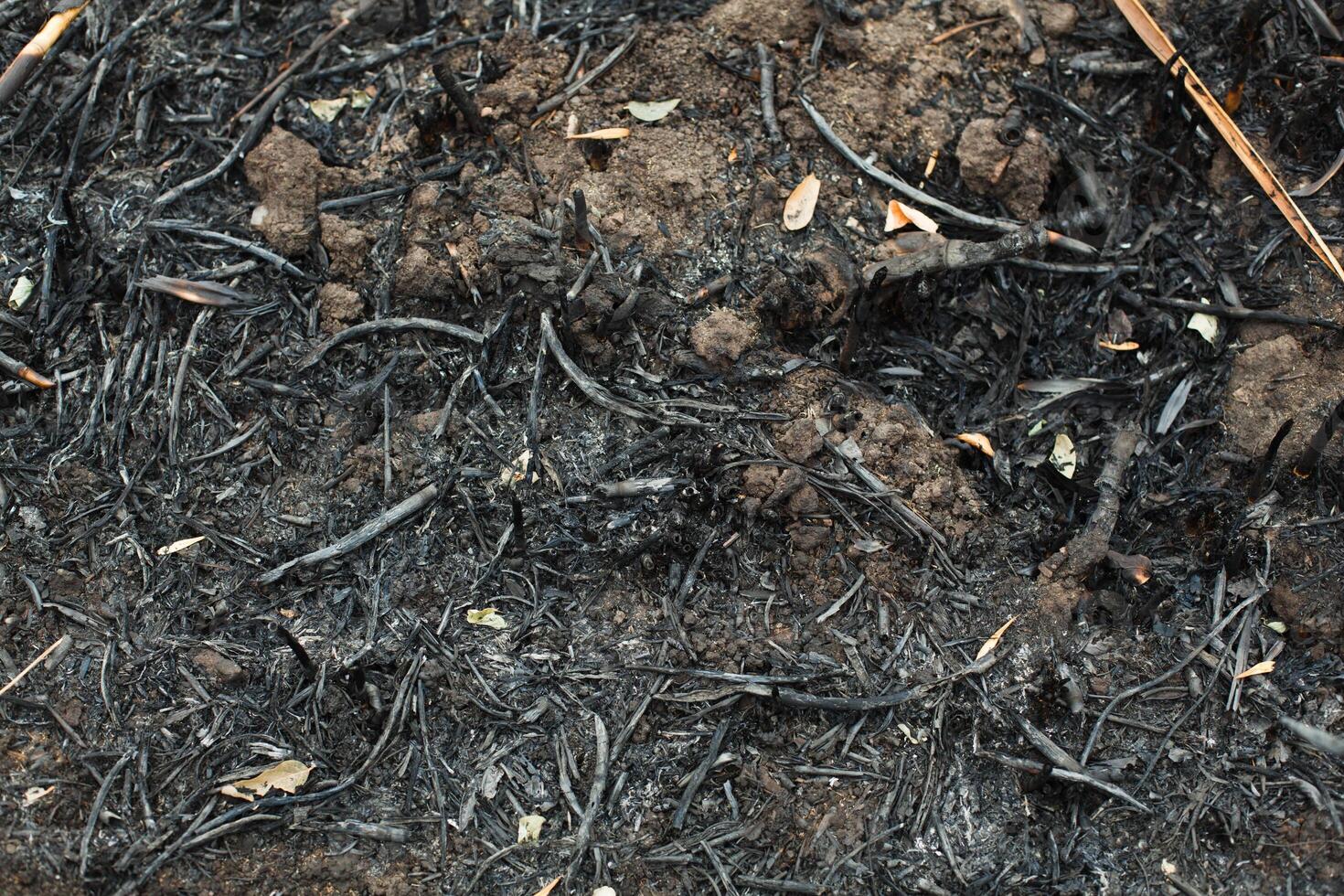 after the burnt ashes of reeds photo