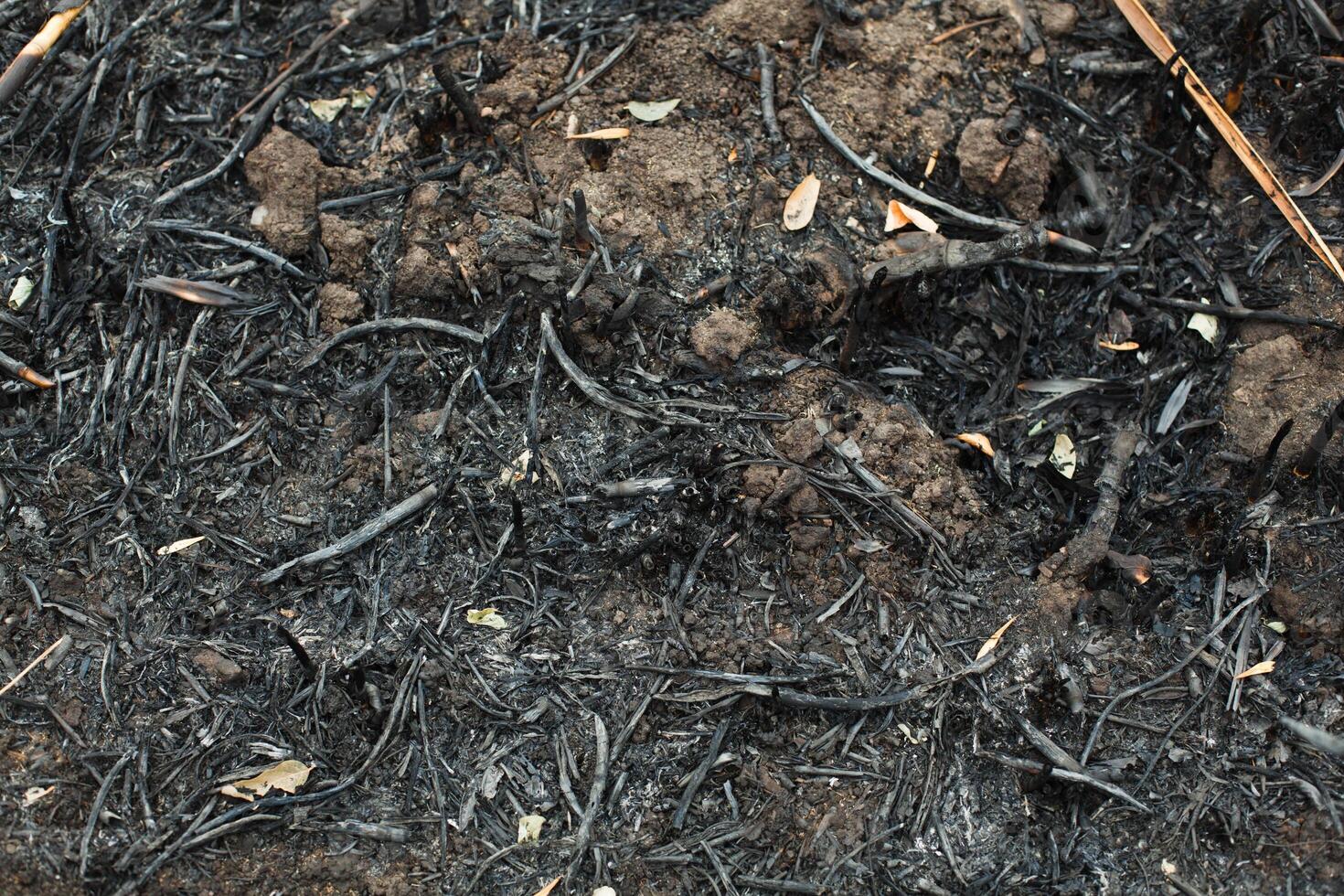 después el quemado despojos mortales de cañas foto