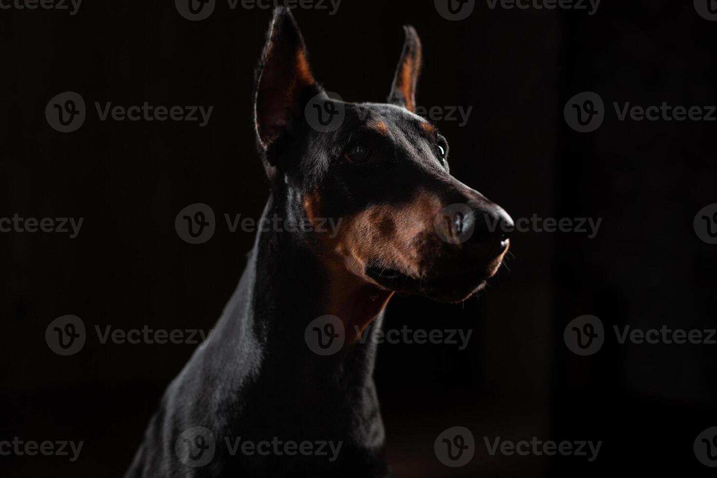 Doberman Pinscher against black background front view photo