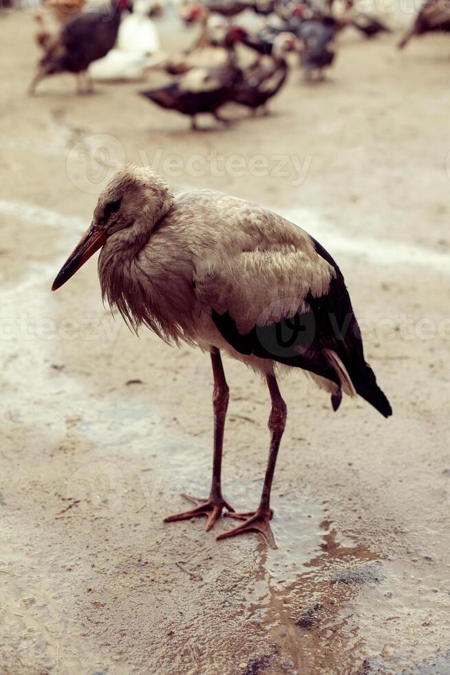 Stork single wet in the rain in a backyard flock photo