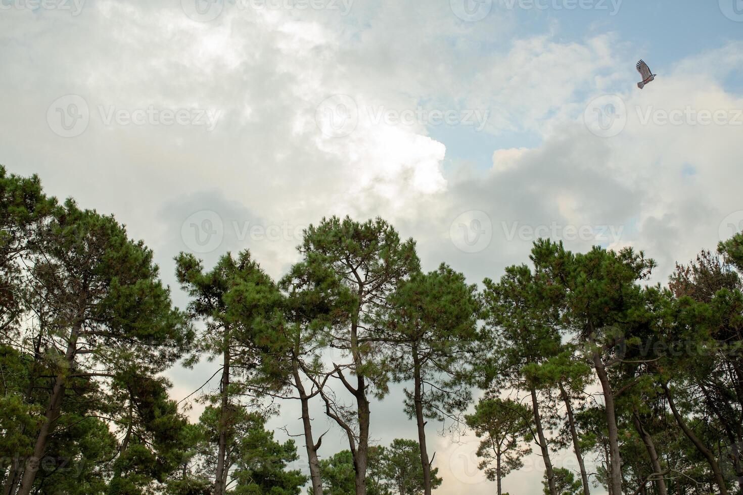 the tops of green pine trees against the sky and clouds photo