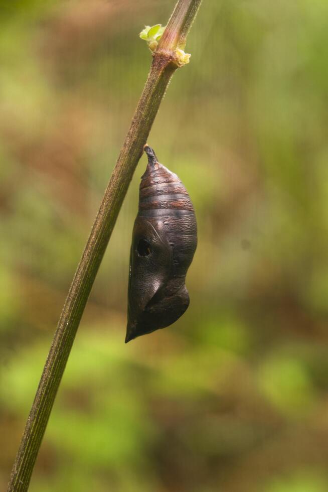 Black cocoons hang on tree branches photo