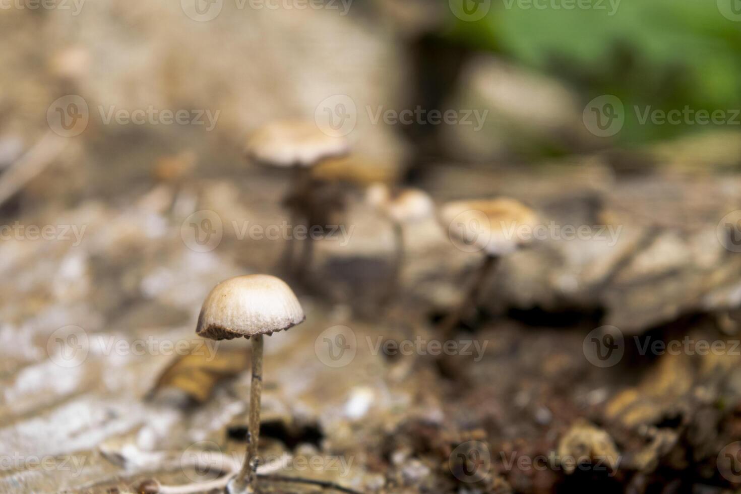 family of mushroom in the nature photo