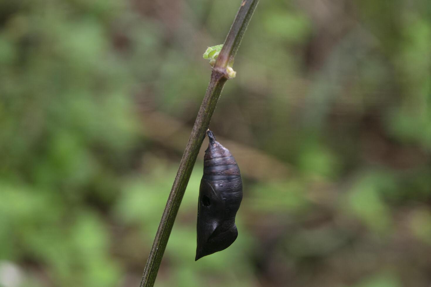 Black cocoons hang on tree branches photo