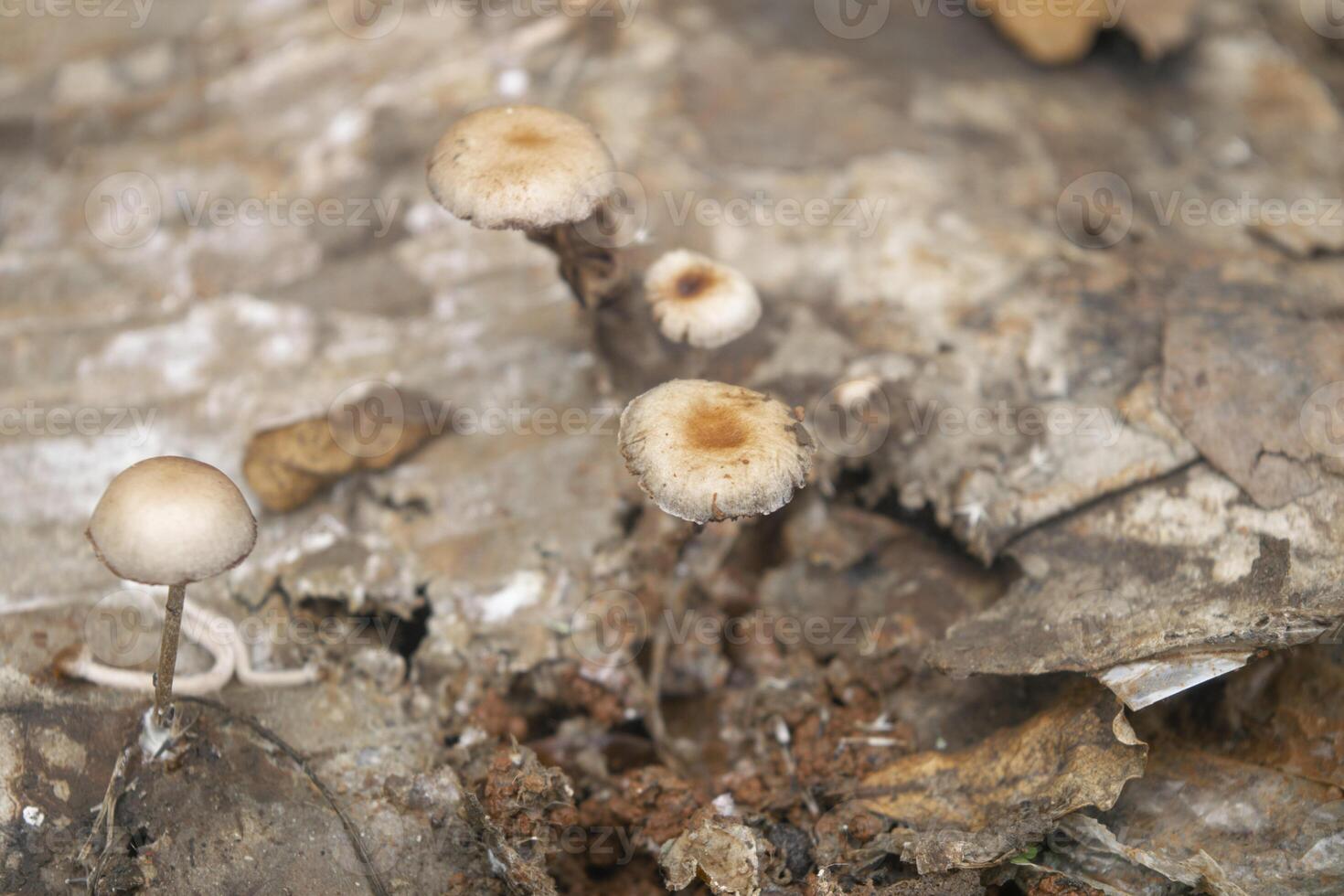 family of mushroom in the nature photo