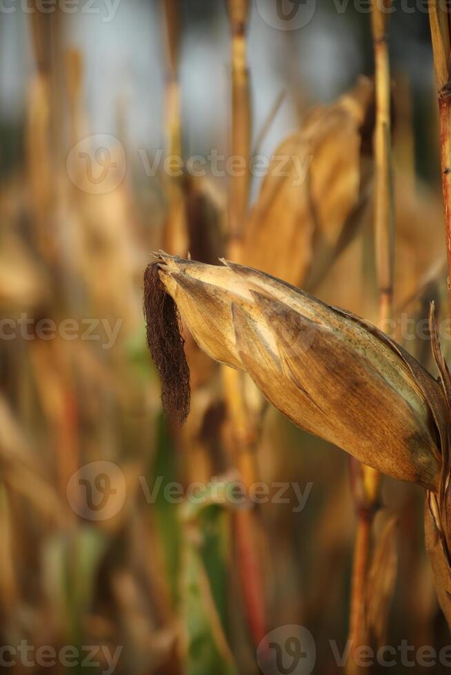 agrícola campos dónde el maíz tiene madurado y cambios color. un hermosa imagen tomado en el campo de cultivos. foto