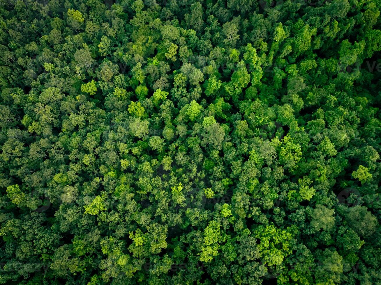 Aerial top view of green trees in forest. Drone view of dense green tree captures CO2. Green tree nature background for carbon neutrality and net zero emissions concept. Sustainable green environment. photo