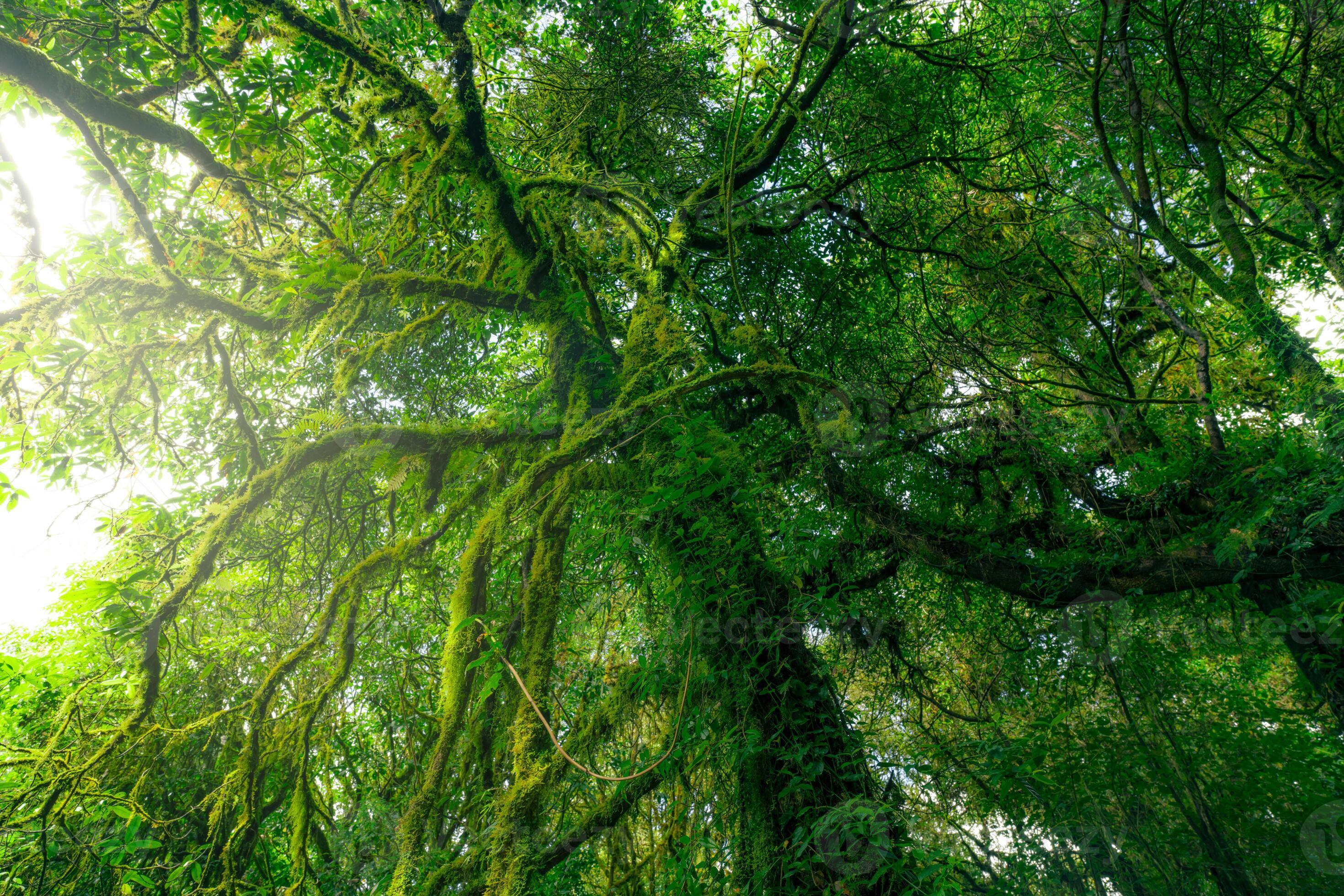 Green tree forest with moss on tree branches. Natural carbon capture