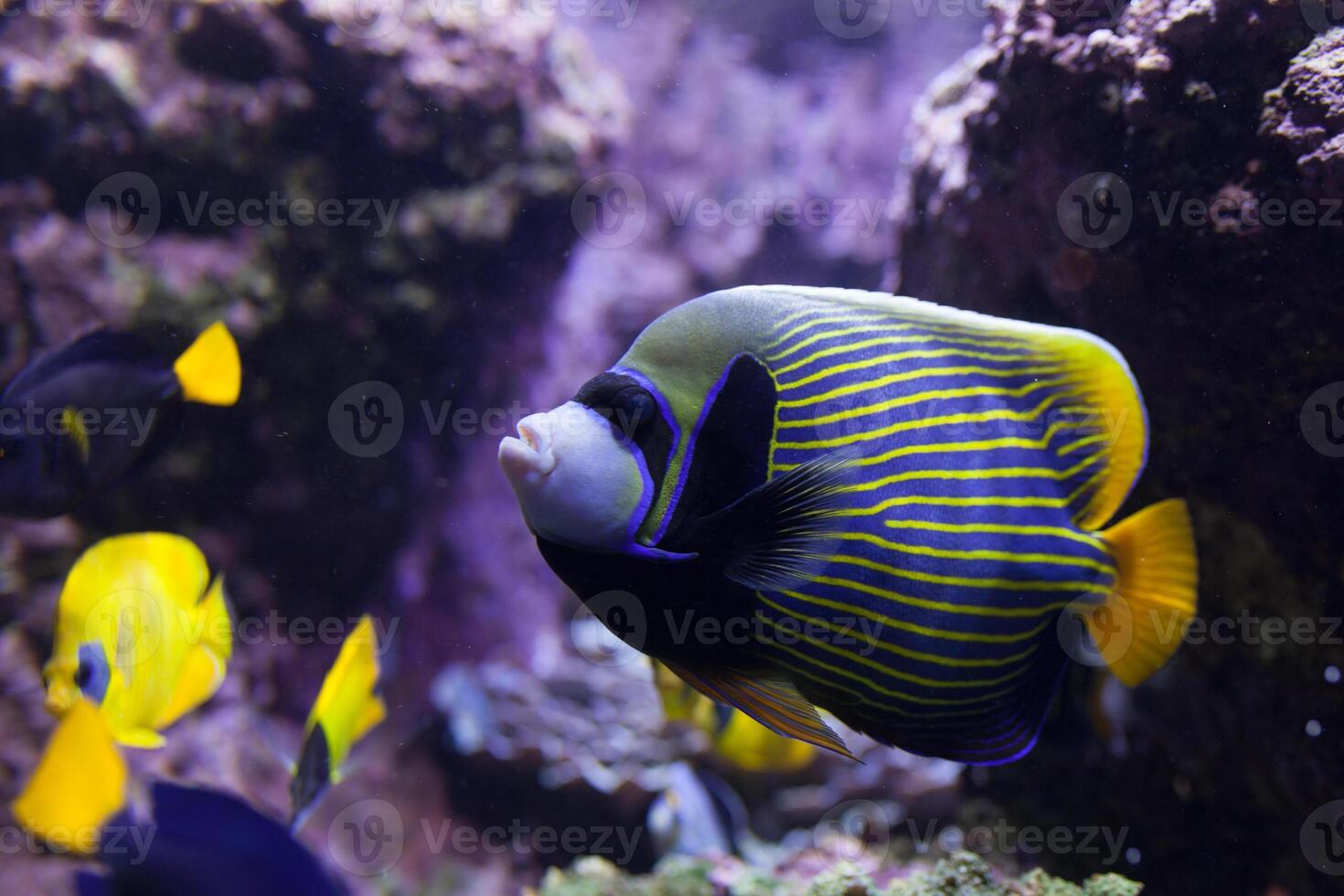 Tropical fish with corals and algae in blue water. Beautiful background of the underwater world. photo