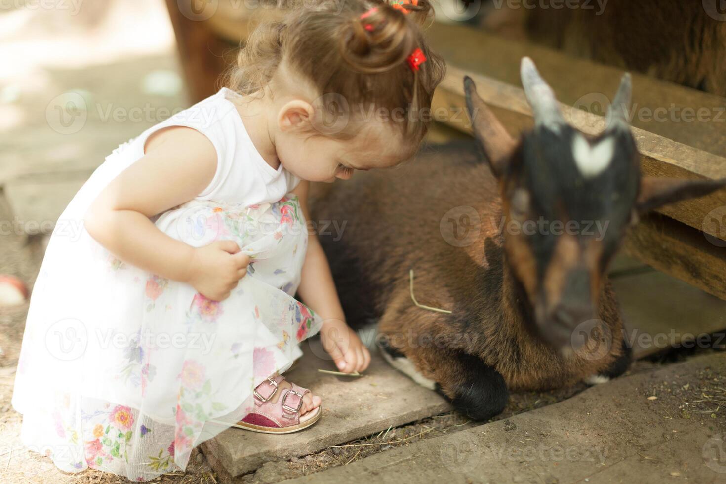 friendly goats want a little pet and some yummy food from this cute little girl at a petting zoo photo