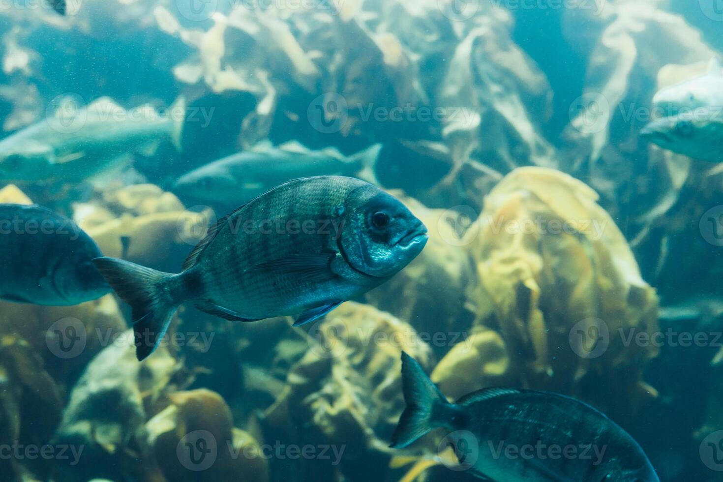 Fishes in aquarium or reservoir ubder water on fish farm photo