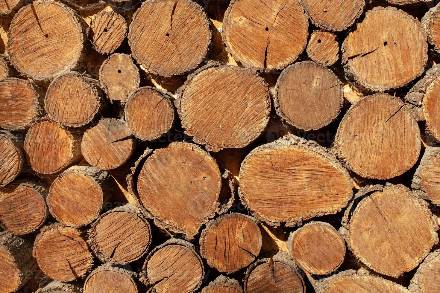 wood round timber background close up. wooden pattern photo