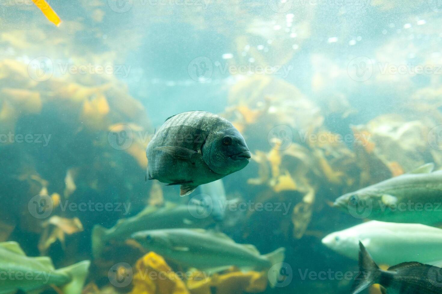 Fishes in aquarium or reservoir ubder water on fish farm photo