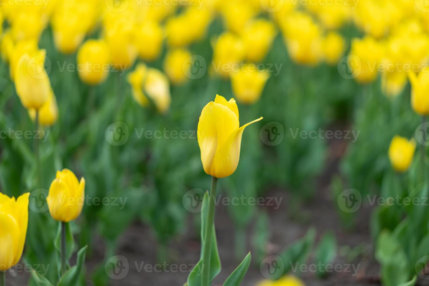 Yellow tulip flowers background outdoor photo